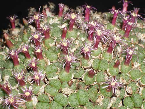 Conophytum piluliforme