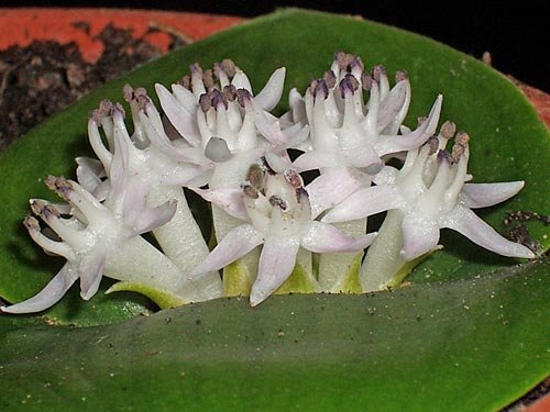 TÌNH YÊU CÂY CỎ ĐV 5 - Page 83 G3_Mas_jasminiflora(Win1)