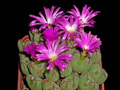 Conophytum bicarinatum