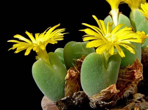 Conophytum bilobum ssp