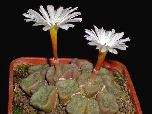 New Views of the Genus Conophytum コノフィツム Dumpling And His Wife: New Views Of The Genus Conophytum
